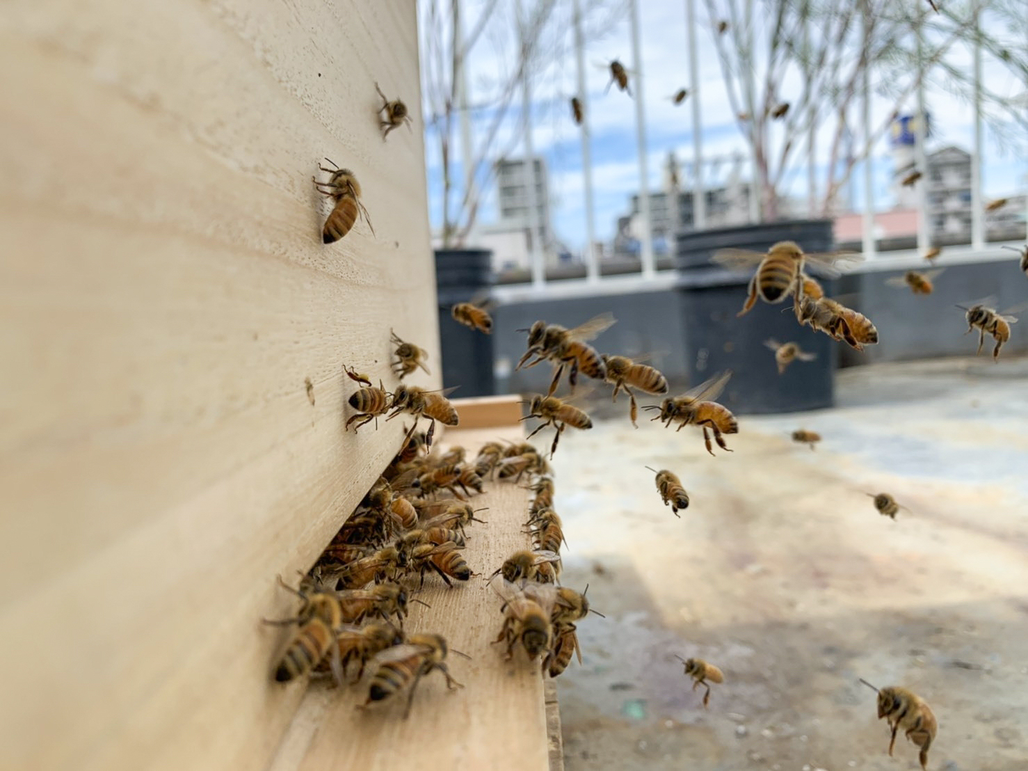 URBAN BEEKEEPING